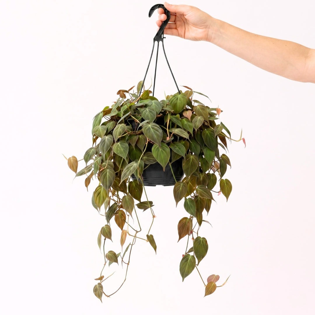 Philodendron Micans - Extra Large